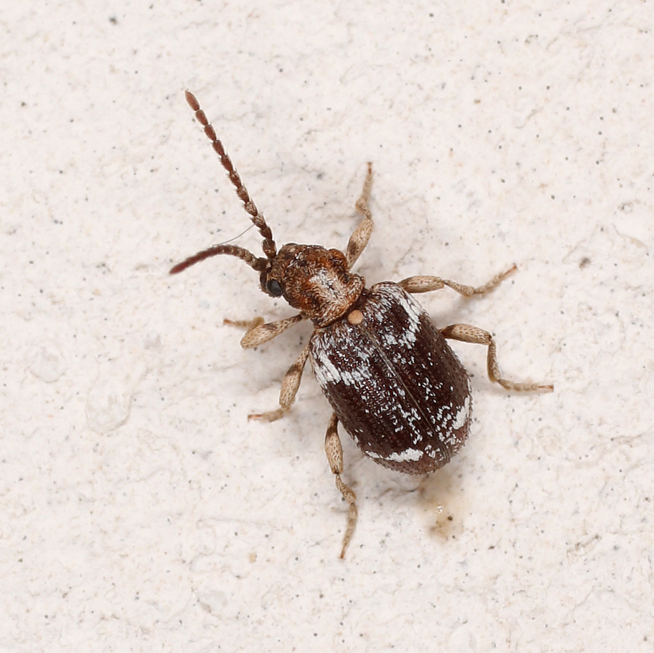 Anobiidae ptininae: Ptinus variegatus?